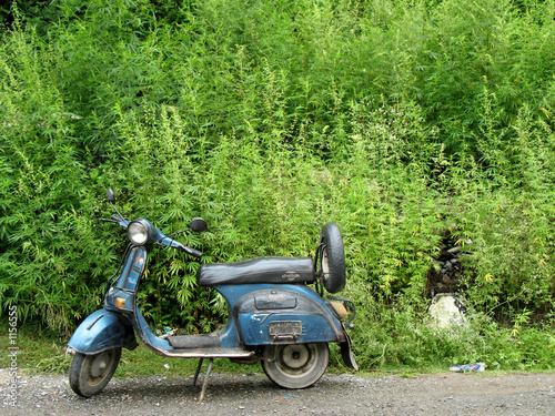 vieux scooter sur fond de marijuana