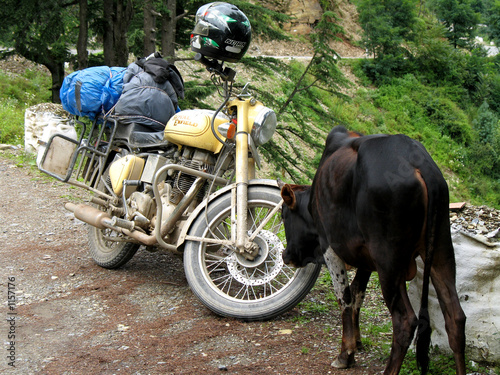 moto royal enfield et vache sacrée