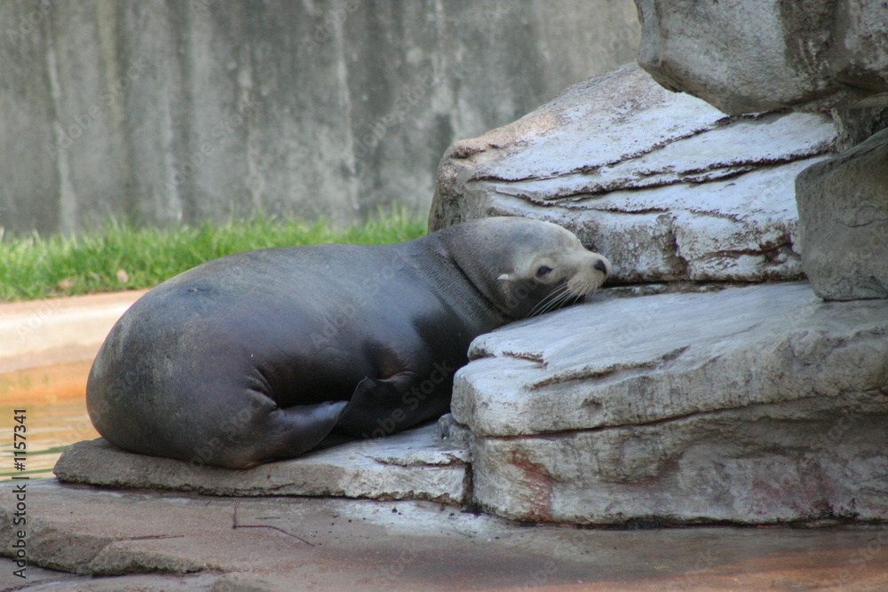 sea lion