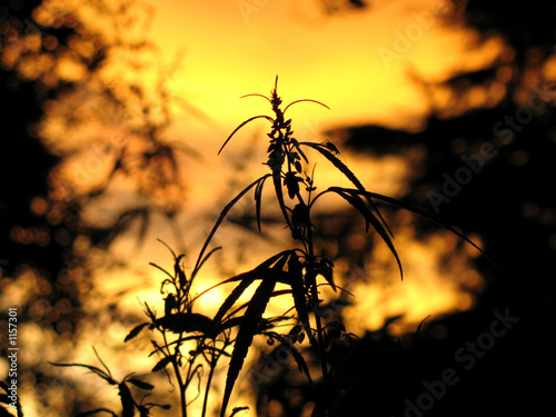 marijuana m  le sur fond de chou   de soleil