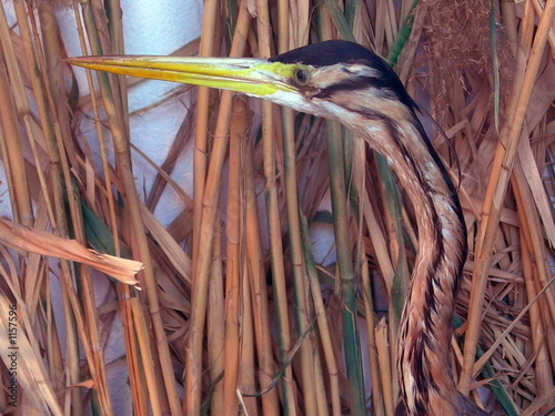 oiseau photo