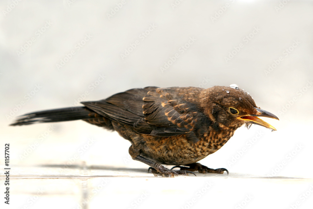 Fototapeta premium thirsty bird - starling