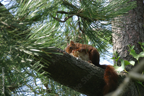 eichhörnchen