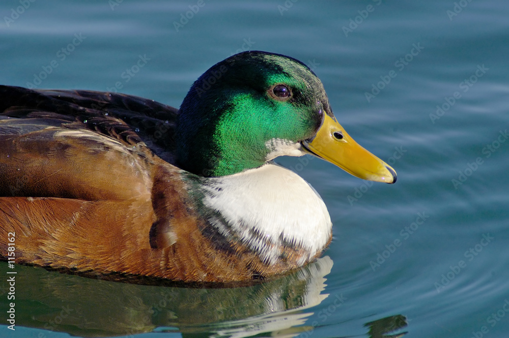 Fototapeta premium mallard