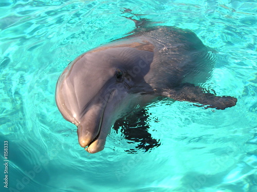 dolphin