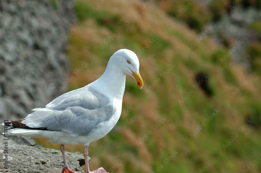 goéland goéland