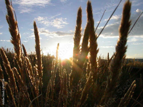 sunset and wheat