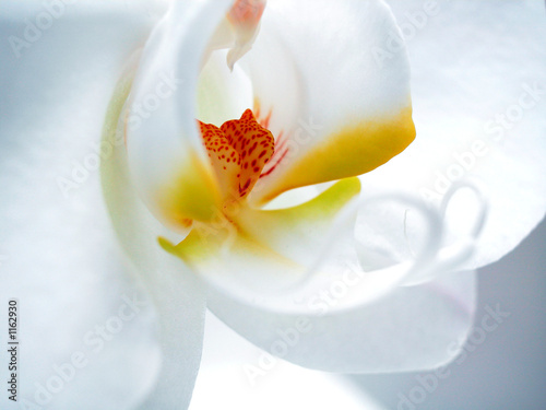 white orchid interior 2 photo