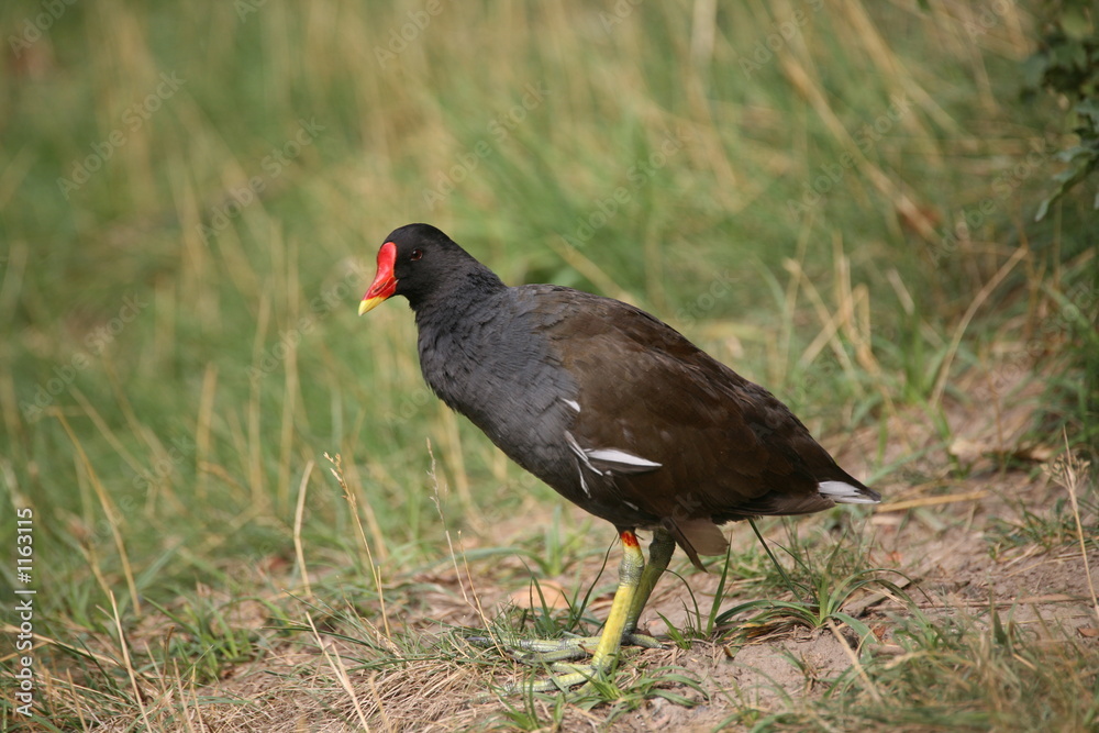 Fototapeta premium teichhuhn