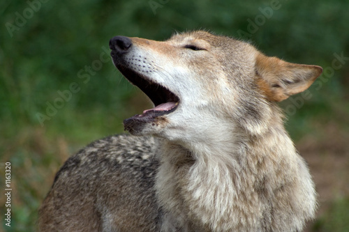 wolfs howl © Serhii Shcherbakov