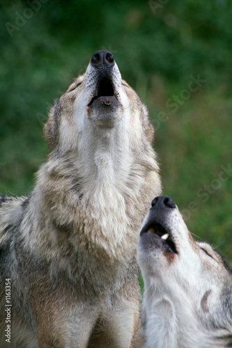 wolfs howl