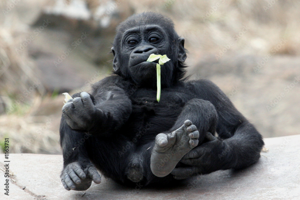 Fototapeta premium baby gorilla eating