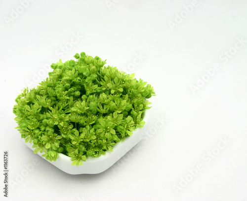 fresh green flowers photo