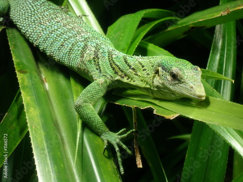 smaragdwaran aus papua neuguinea