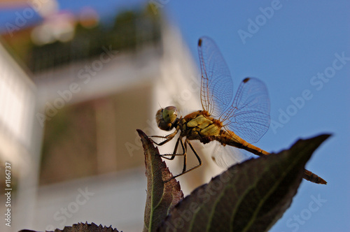 libelle 1/3 photo