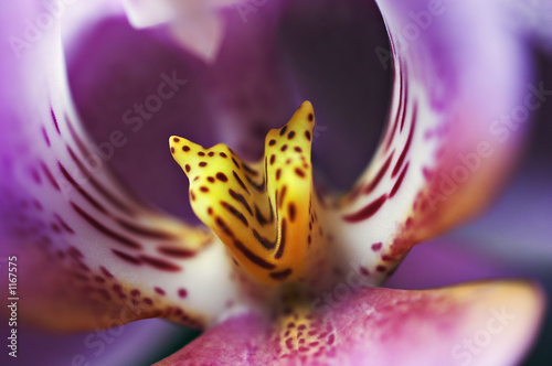 orchid closeup