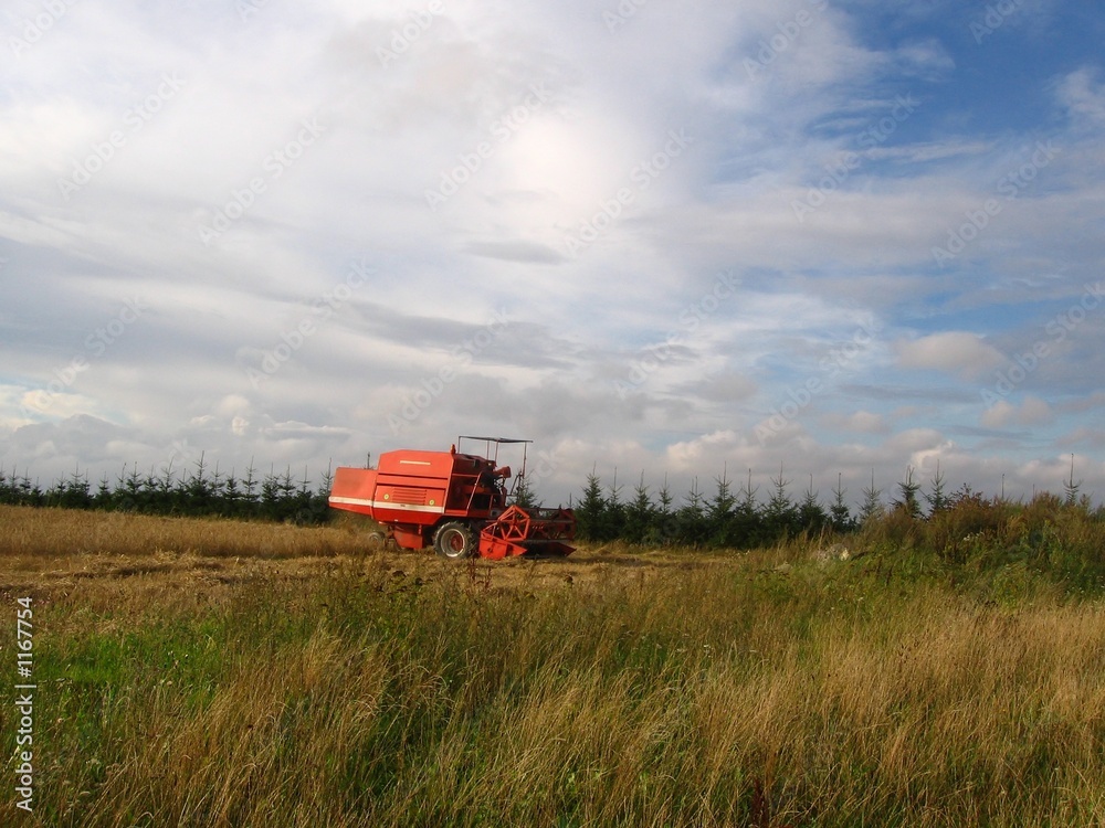Fototapeta premium harvest time