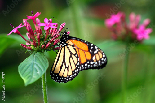 papillon © philippe Devanne