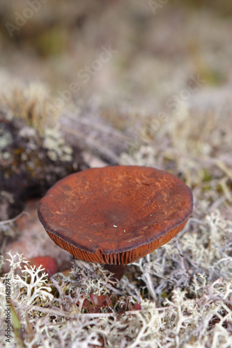 reeces mushroom photo