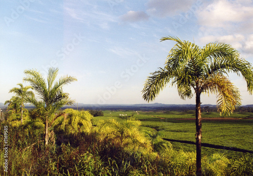 palmenlandschaft