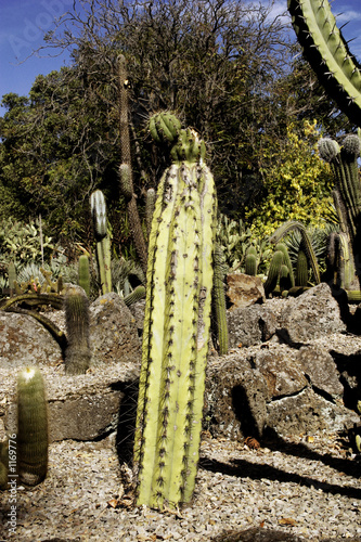 Foto tamed cactus