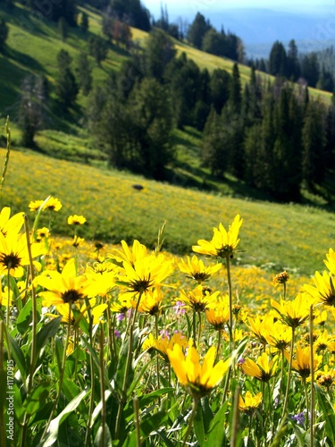 field of flowers