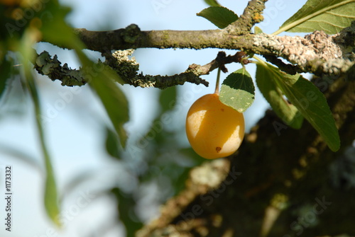 mirabelle