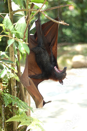 fruit bat 2 photo