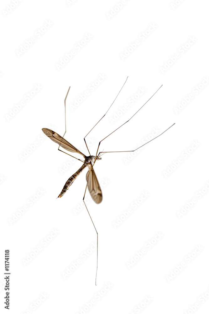 crane fly crane fly