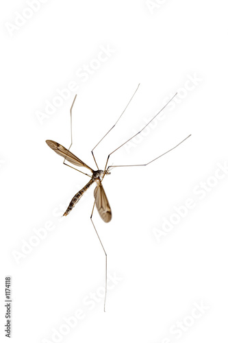 crane fly