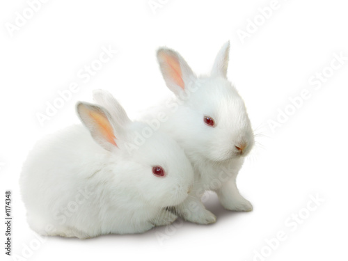 two cute white baby rabbits isolated on white.
