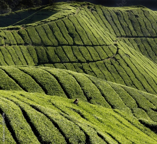 harvest of tea-leaves