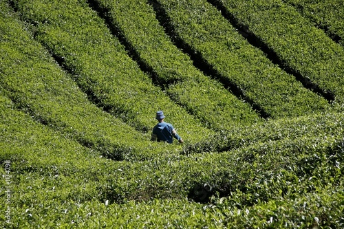 tea harvest in malaysia