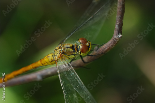 big dragonfly resting on branch © Calin Tatu