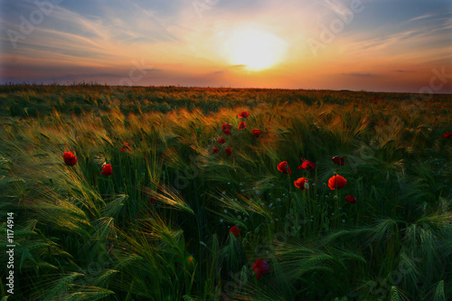 Konstfotografi summer field at sunset