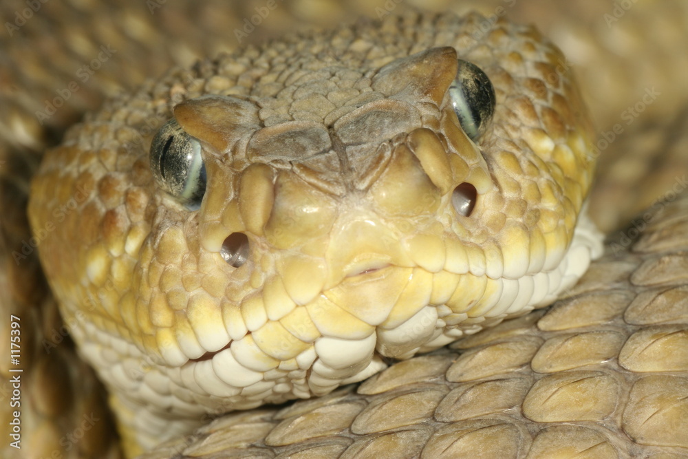 Obraz premium klapperschlange