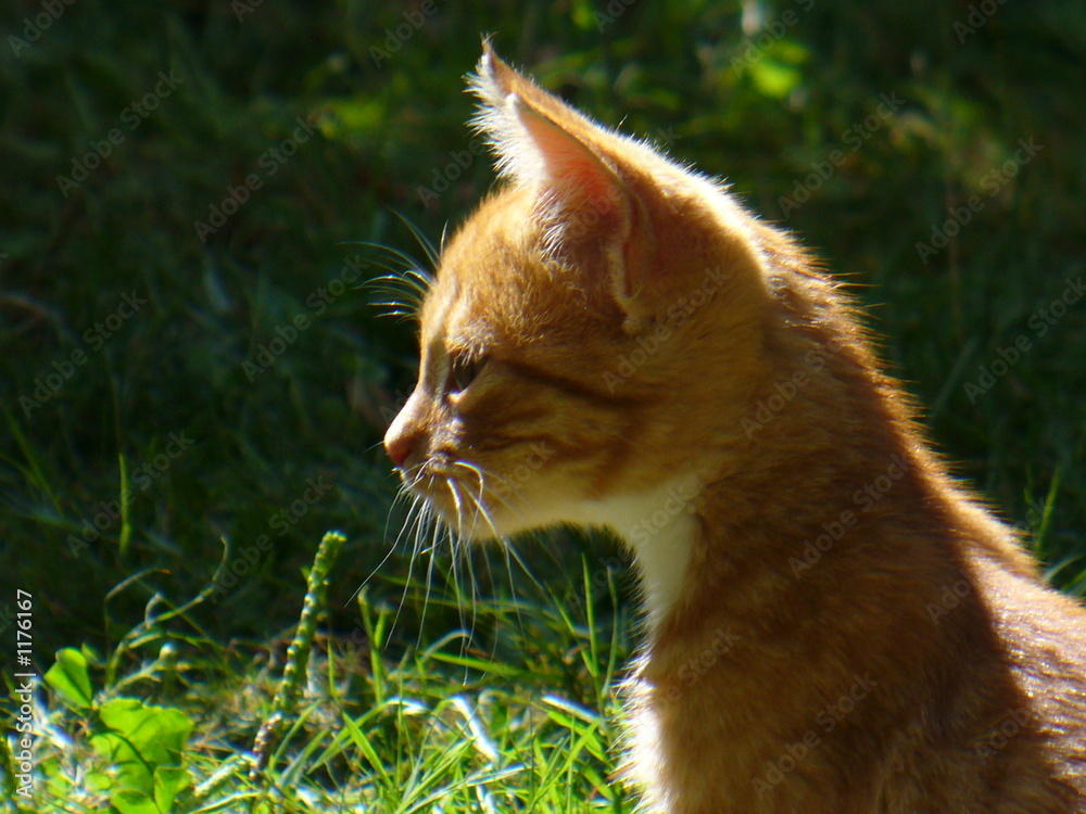 chaton roux fier