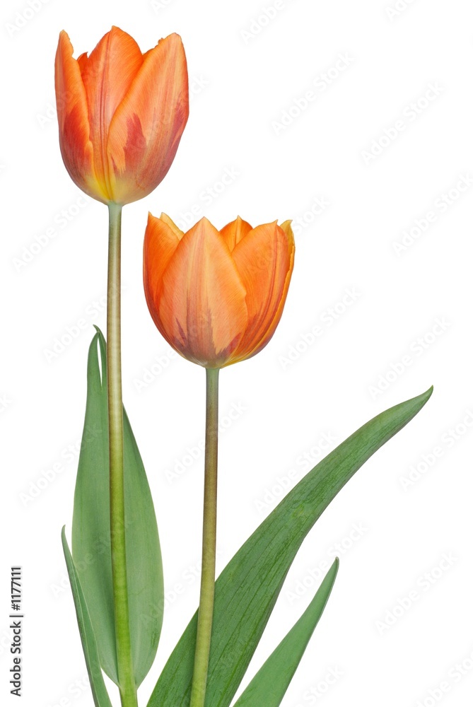 tulips