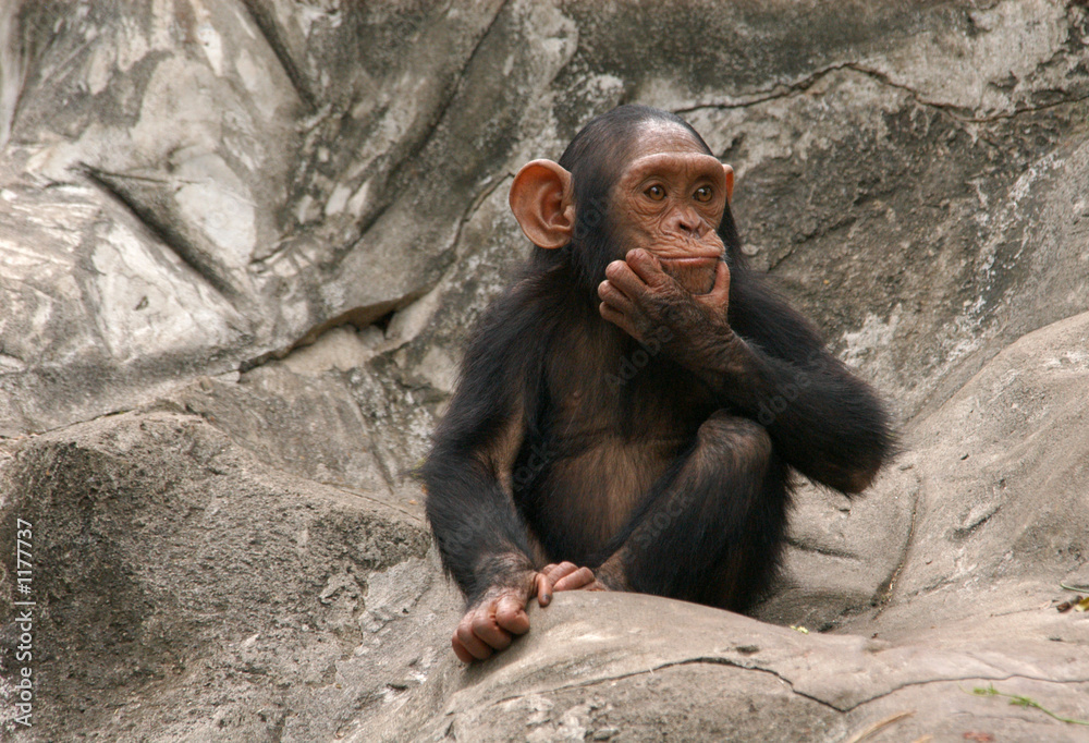 little chimpanzee