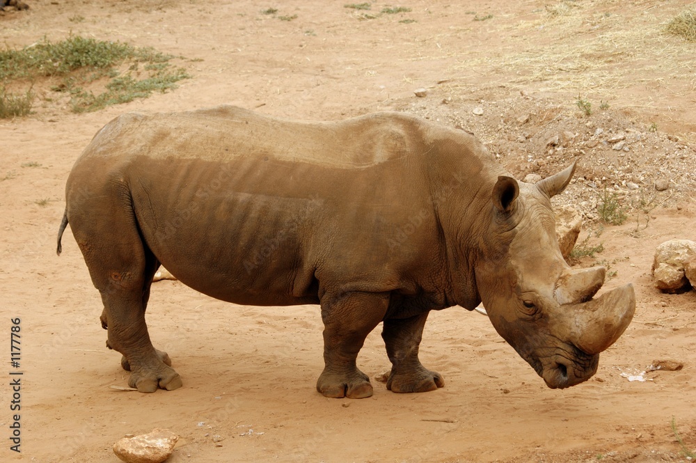 Fototapeta premium rhinocéros