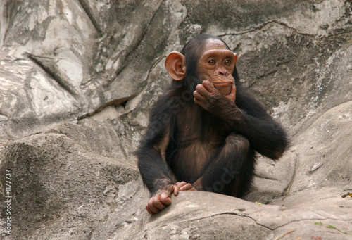 Obraz na płótnie little chimpanzee w salonie