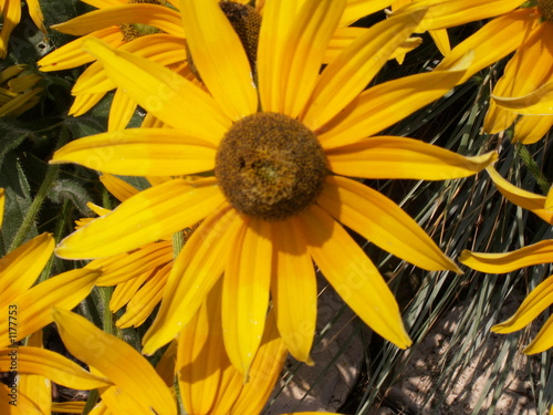 black-eyed susan