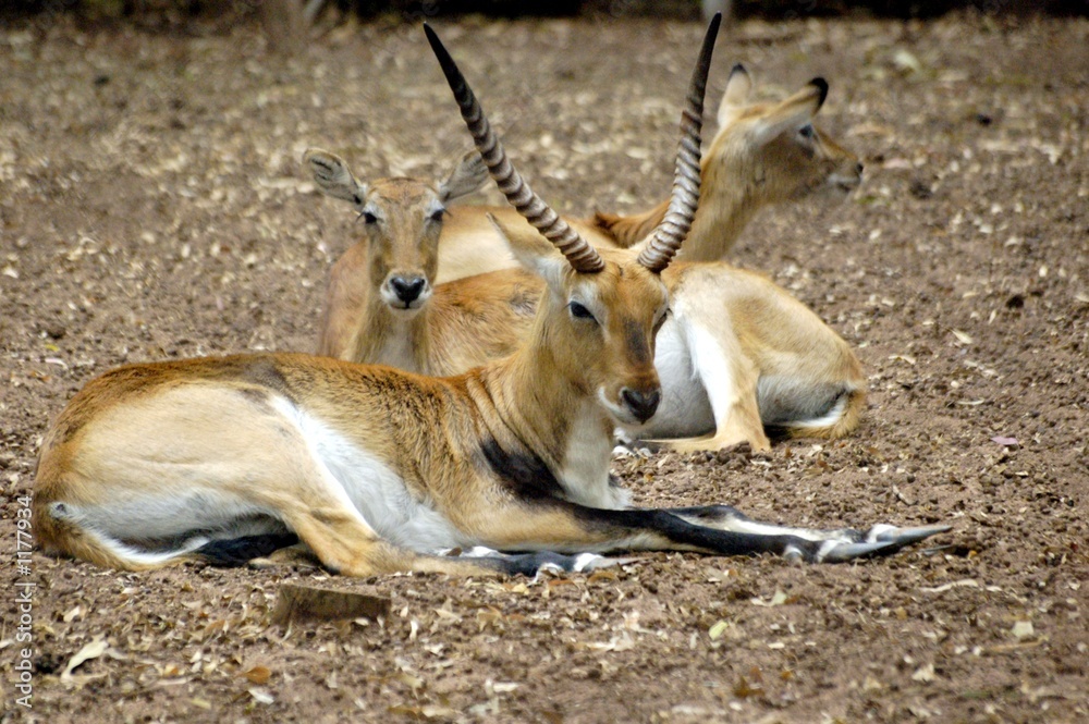 antilopes antilopes