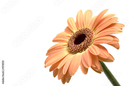 gerber daisy isolated