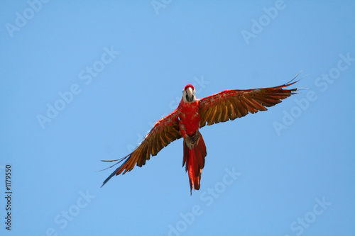 scarlet macaw closing