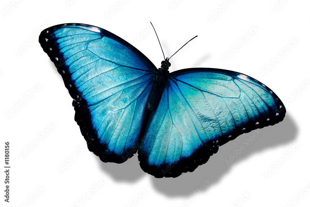 Obraz premium niebieski motyl