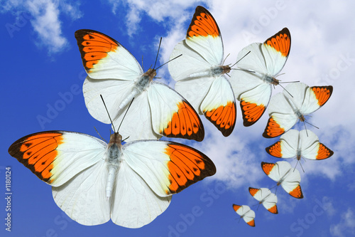 papillon ciel bleu © philippe Devanne