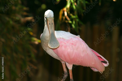 roseate spoonbill face