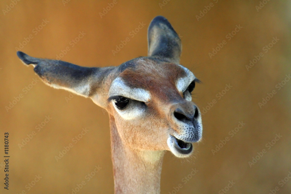 gerenuk yawning gerenuk yawning