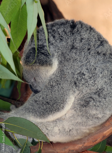 Canvas Print sleeping koala